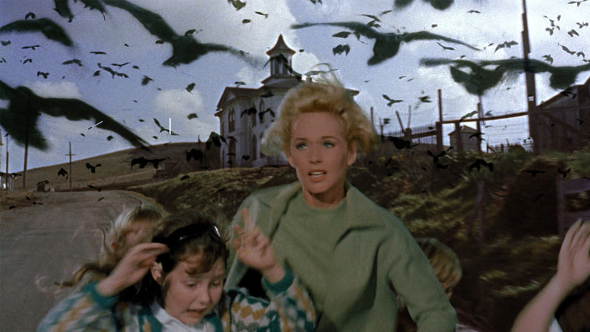 the birds 5218 El día en que las aves se volvieron contra los hombres: La verdadera historia detrás de Los Pájaros de Alfred Hitchcock